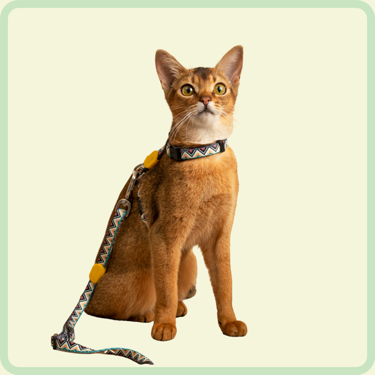 kleurrijk kattenharnas 