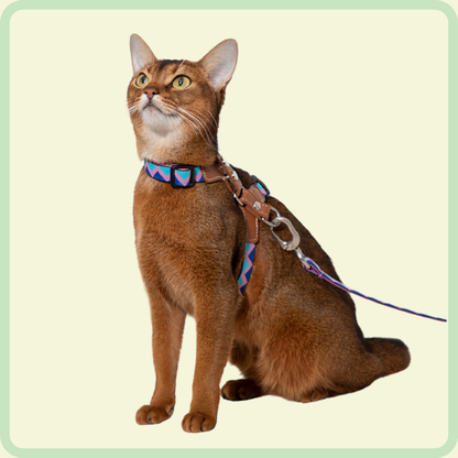 Duurzaam kattenharnas 