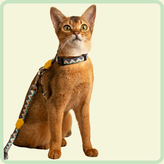 Kleurrijk kattenharnas 