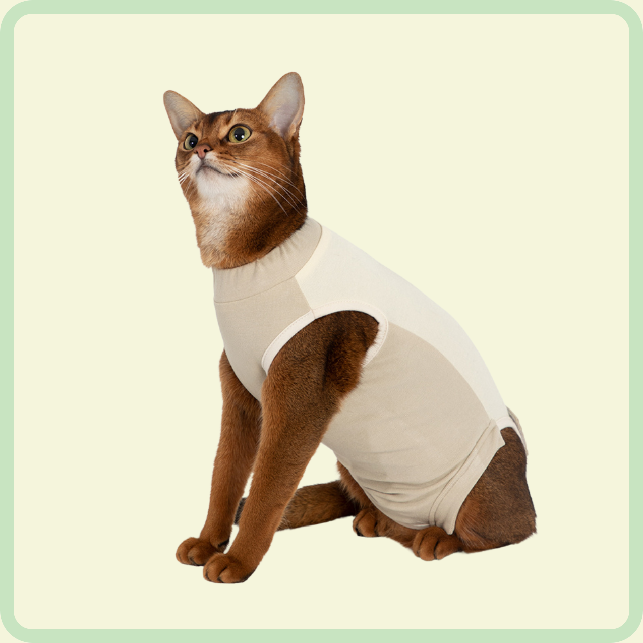 comfortable cat clothes