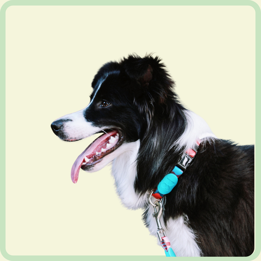 Kleurrijke hondenhalsband 