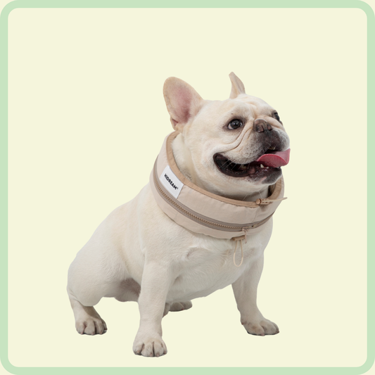 Coole hondenhalsband 