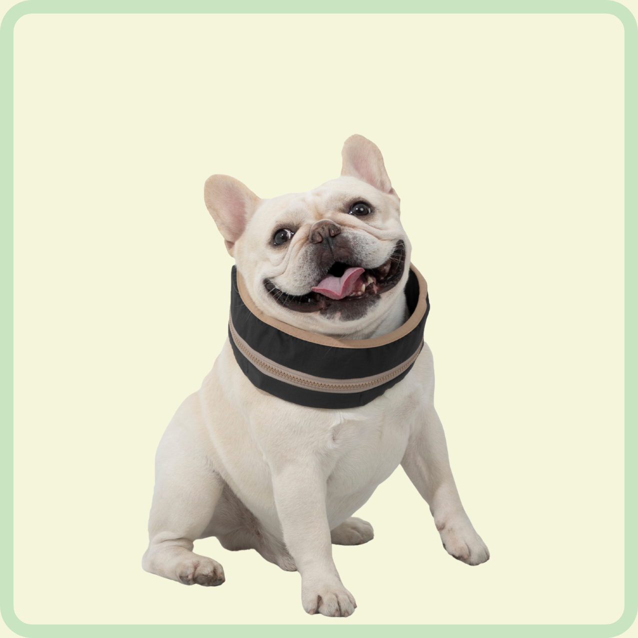 coole hondenhalsband 