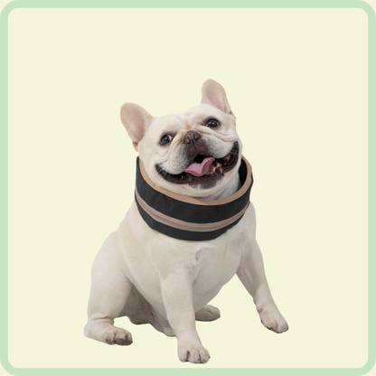 Coole hondenhalsband 