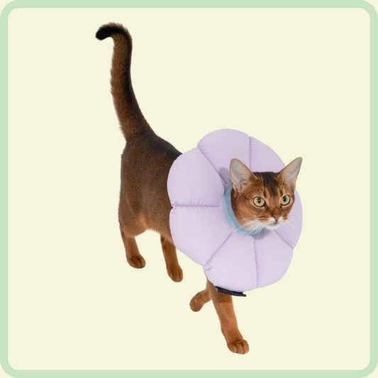 Herstelhalsband voor huisdieren 