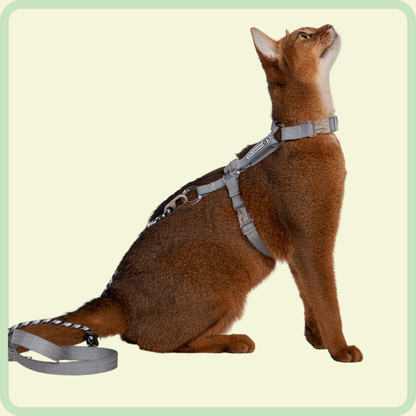 Kattentuigje en riem 