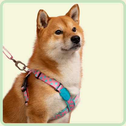 Kleurrijk X-vormig hondentuigje 