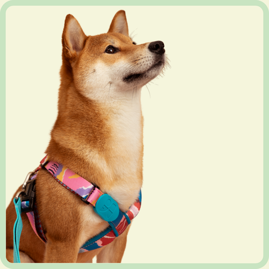 Kleurrijk X-vormig hondentuigje 