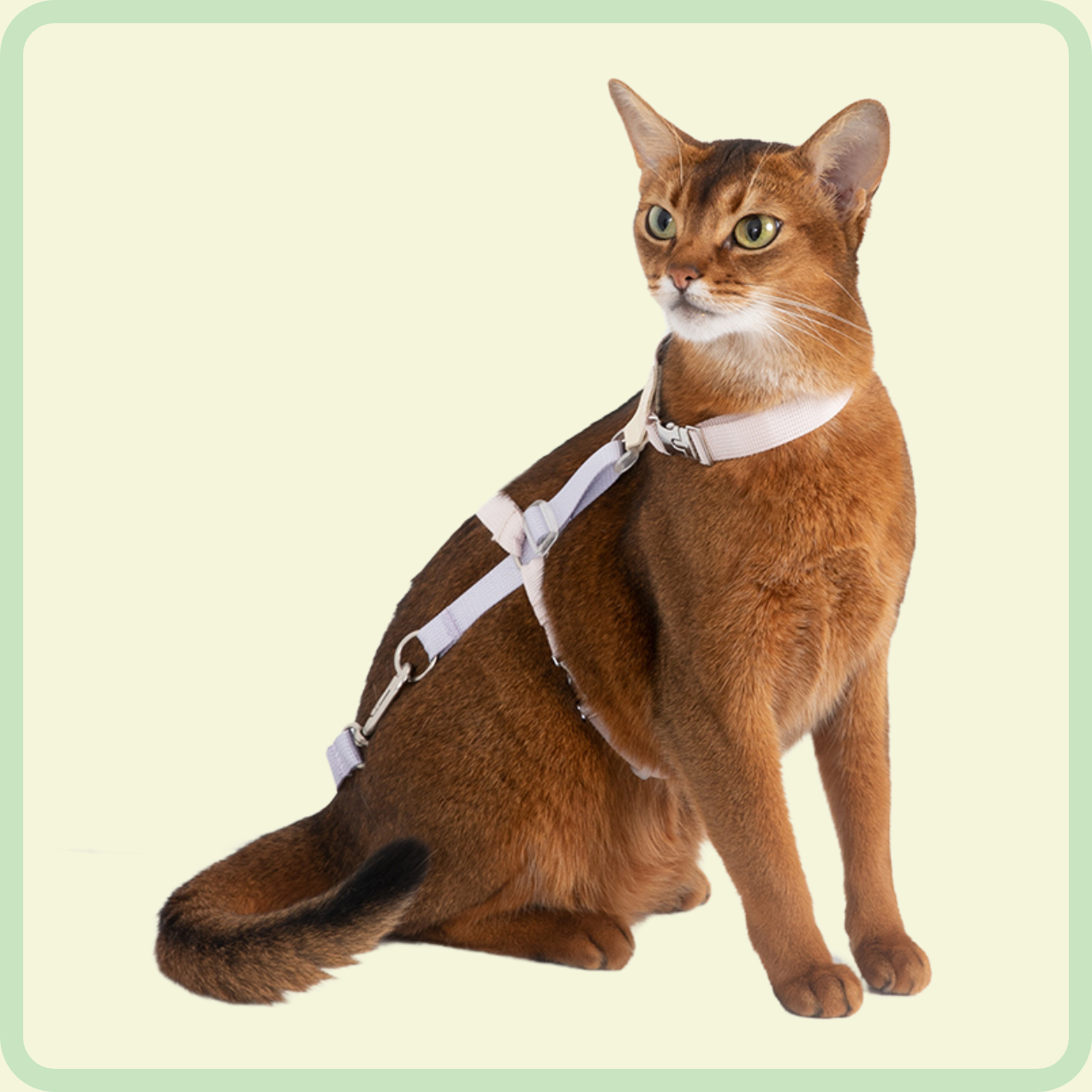 l-vormig kattenharnas 