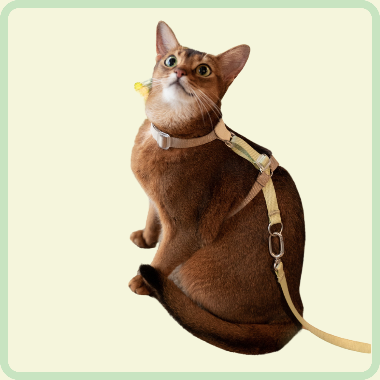 l-vormig kattenharnas 