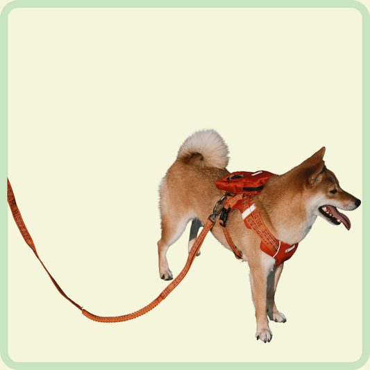 Hondentuigje in vestvorm 