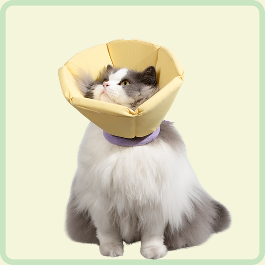 Bloemenbeschermende kraag 